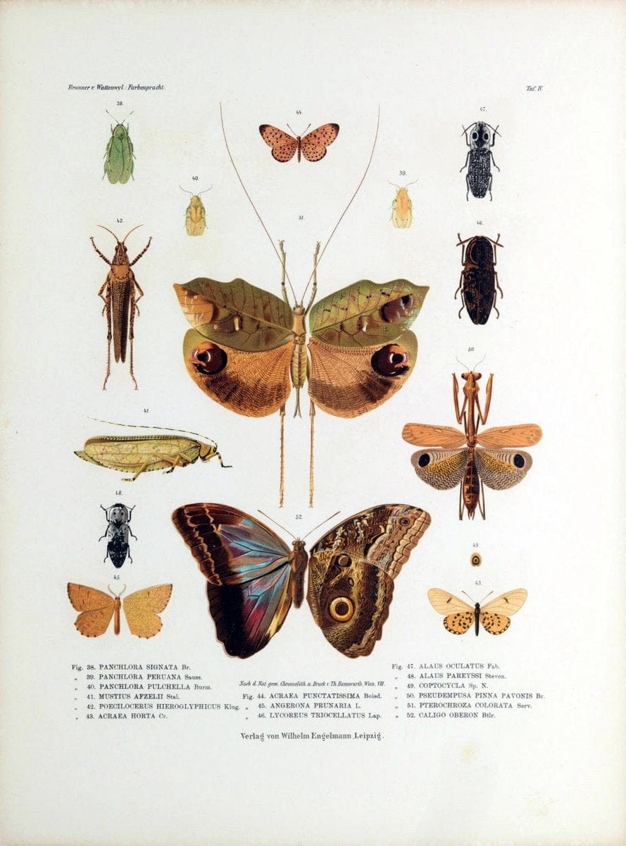 Betrachtungen uber die Farbenpracht der Insekten,.Leipzig,Wilhelm Engelmann,1897.  | Color Insects "Cornell University Library" | Vintage Print Reproduction 460711