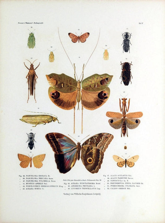 Betrachtungen uber die Farbenpracht der Insekten,.Leipzig,Wilhelm Engelmann,1897.  | Color Insects "Cornell University Library" | Vintage Print Reproduction 460711