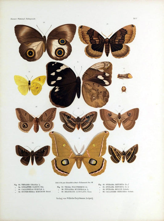 Betrachtungen uber die Farbenpracht der Insekten,.Leipzig,Wilhelm Engelmann,1897.  | Color Insects "Cornell University Library" | Vintage Print Reproduction 460712