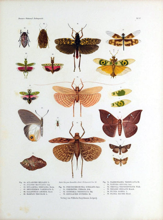 Betrachtungen uber die Farbenpracht der Insekten,.Leipzig,Wilhelm Engelmann,1897.  | Color Insects "Cornell University Library" | Vintage Print Reproduction 460713