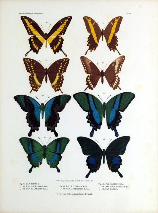Betrachtungen uber die Farbenpracht der Insekten,.Leipzig,Wilhelm Engelmann,1897.  | Color Insects "Cornell University Library" | Vintage Print Reproduction 460714