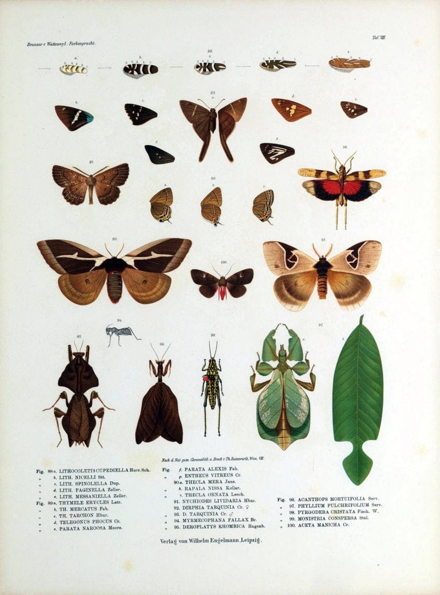 Betrachtungen uber die Farbenpracht der Insekten,.Leipzig,Wilhelm Engelmann,1897.  | Color Insects "Cornell University Library" | Vintage Print Reproduction 460715
