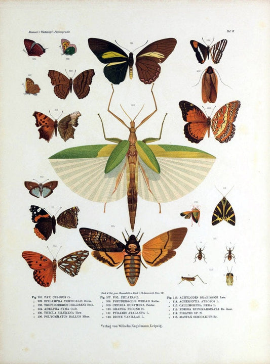 Betrachtungen uber die Farbenpracht der Insekten,.Leipzig,Wilhelm Engelmann,1897.  | Color Insects "Cornell University Library" | Vintage Print Reproduction 460716