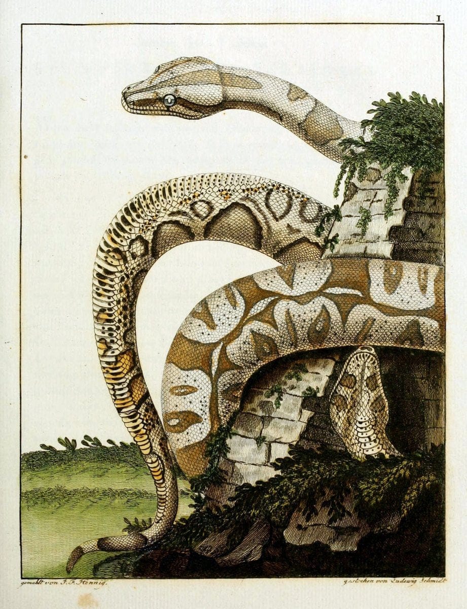Beytraege zur Naturgeschichte /.Duisburg und Lemgo, etc. :Auf Kosten des Verfassers, und | Amphibians Germany Snakes  | Vintage Print Reproduction 460717