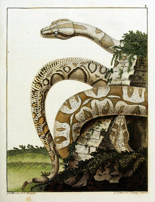 Beytraege zur Naturgeschichte /.Duisburg und Lemgo, etc. :Auf Kosten des Verfassers, und | Amphibians Germany Snakes  | Vintage Print Reproduction 460717
