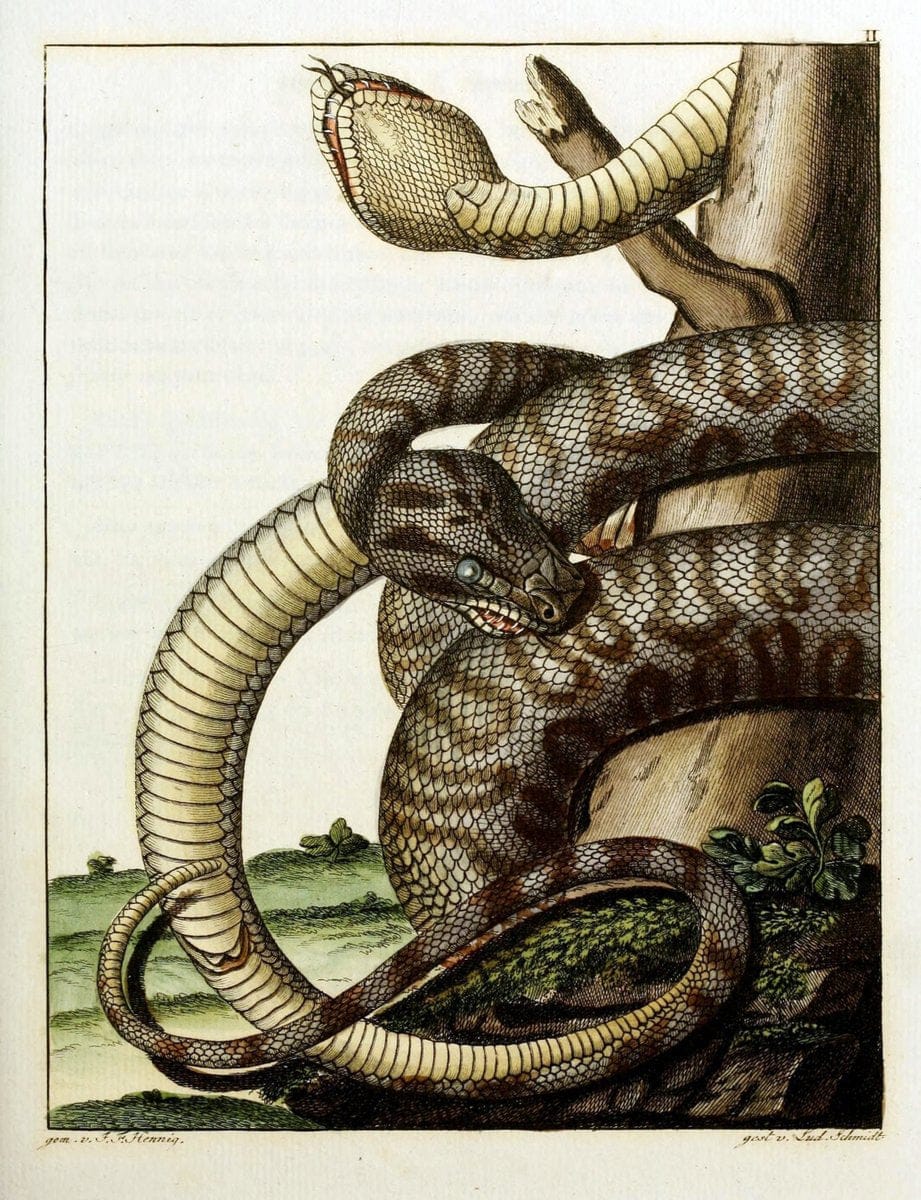Beytraege zur Naturgeschichte /.Duisburg und Lemgo, etc. :Auf Kosten des Verfassers, und | Amphibians Germany Snakes  | Vintage Print Reproduction 460718