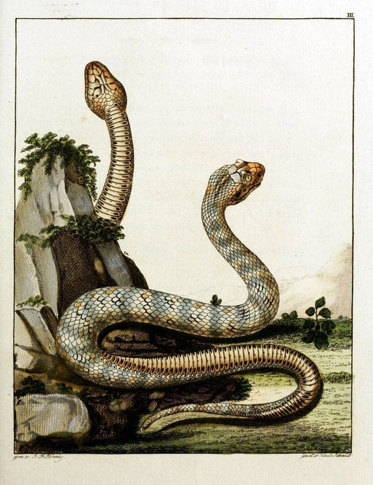 Beytraege zur Naturgeschichte /.Duisburg und Lemgo, etc. :Auf Kosten des Verfassers, und | Amphibians Germany Snakes  | Vintage Print Reproduction 460719