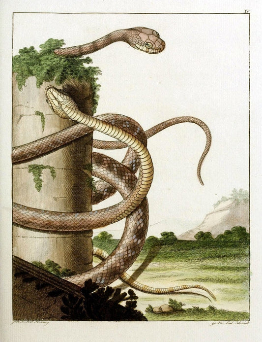 Beytraege zur Naturgeschichte /.Duisburg und Lemgo, etc. :Auf Kosten des Verfassers, und | Amphibians Germany Snakes  | Vintage Print Reproduction 460720
