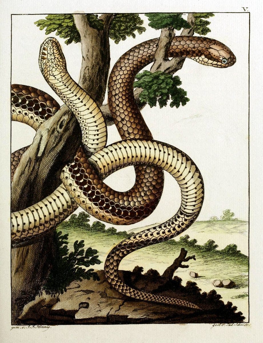 Beytraege zur Naturgeschichte /.Duisburg und Lemgo, etc. :Auf Kosten des Verfassers, und | Amphibians Germany Snakes  | Vintage Print Reproduction 460721
