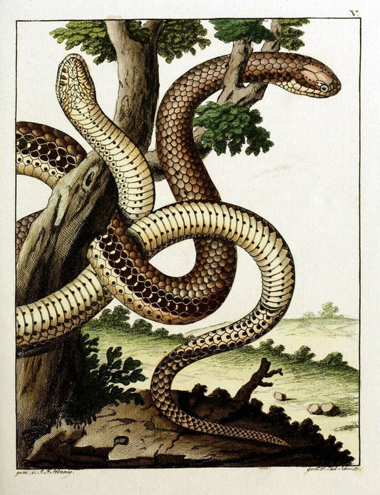 Beytraege zur Naturgeschichte /.Duisburg und Lemgo, etc. :Auf Kosten des Verfassers, und | Amphibians Germany Snakes  | Vintage Print Reproduction 460721