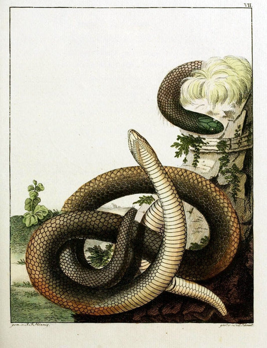 Beytraege zur Naturgeschichte /.Duisburg und Lemgo, etc. :Auf Kosten des Verfassers, und | Amphibians Germany Snakes  | Vintage Print Reproduction 460723