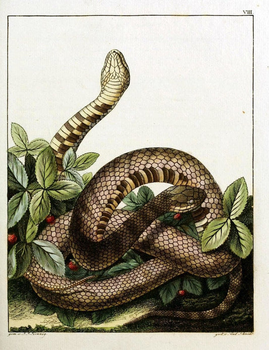 Beytraege zur Naturgeschichte /.Duisburg und Lemgo, etc. :Auf Kosten des Verfassers, und | Amphibians Germany Snakes  | Vintage Print Reproduction 460724