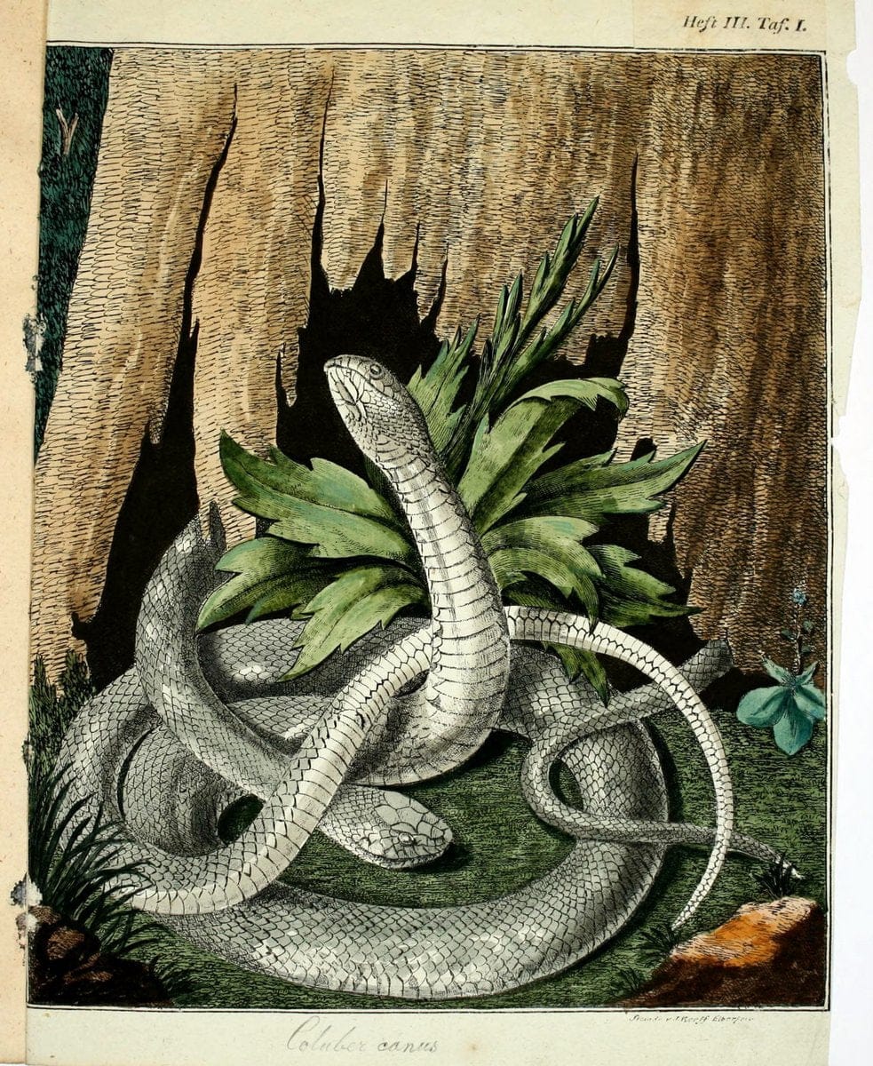 Beytraege zur Naturgeschichte /.Duisburg und Lemgo, etc. :Auf Kosten des Verfassers, und | Amphibians Germany Snakes  | Vintage Print Reproduction 460731