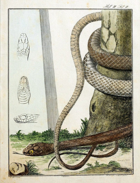 Beytraege zur Naturgeschichte /.Duisburg und Lemgo, etc. :Auf Kosten des Verfassers, und | Amphibians Germany Snakes  | Vintage Print Reproduction 460732