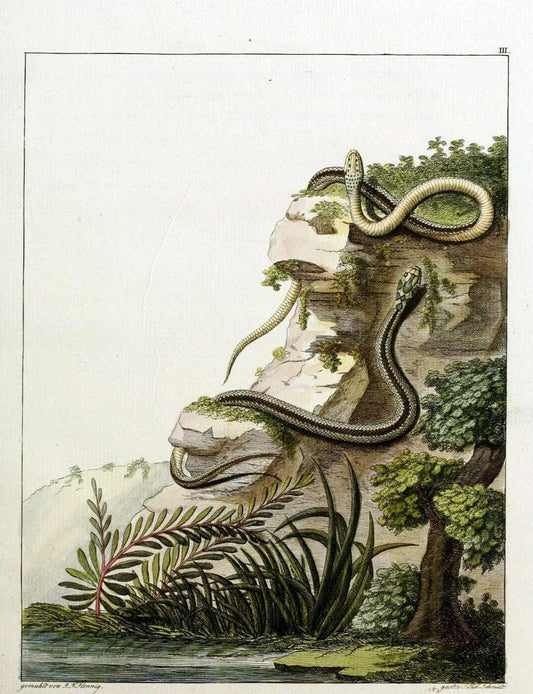 Beytraege zur Naturgeschichte /.Duisburg und Lemgo, etc. :Auf Kosten des Verfassers, und | Amphibians Germany Snakes  | Vintage Print Reproduction 460733