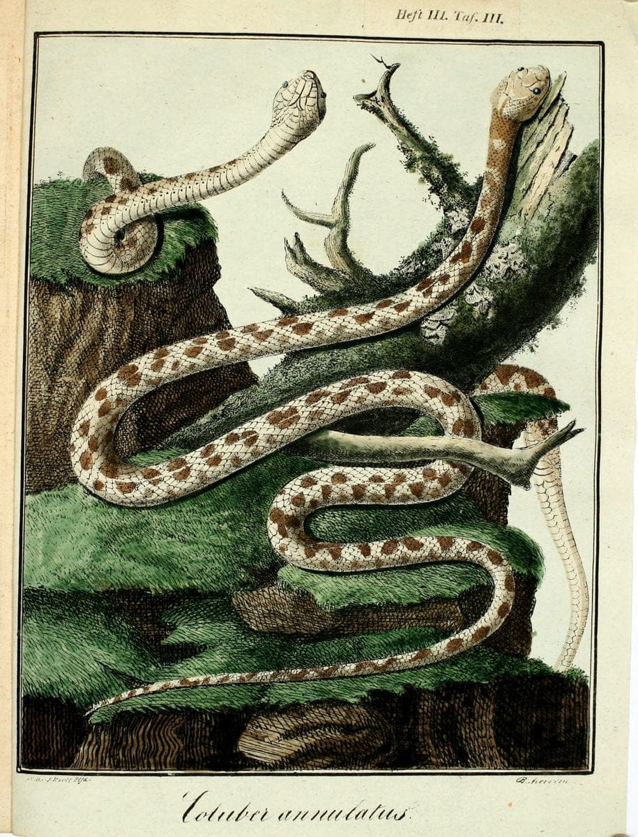 Beytraege zur Naturgeschichte /.Duisburg und Lemgo, etc. :Auf Kosten des Verfassers, und | Amphibians Germany Snakes  | Vintage Print Reproduction 460734