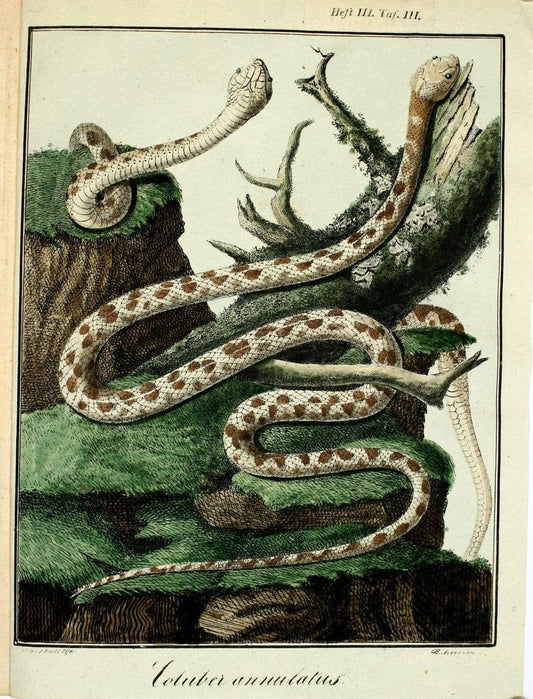 Beytraege zur Naturgeschichte /.Duisburg und Lemgo, etc. :Auf Kosten des Verfassers, und | Amphibians Germany Snakes  | Vintage Print Reproduction 460734
