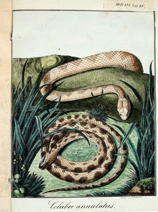 Beytraege zur Naturgeschichte /.Duisburg und Lemgo, etc. :Auf Kosten des Verfassers, und | Amphibians Germany Snakes  | Vintage Print Reproduction 460735