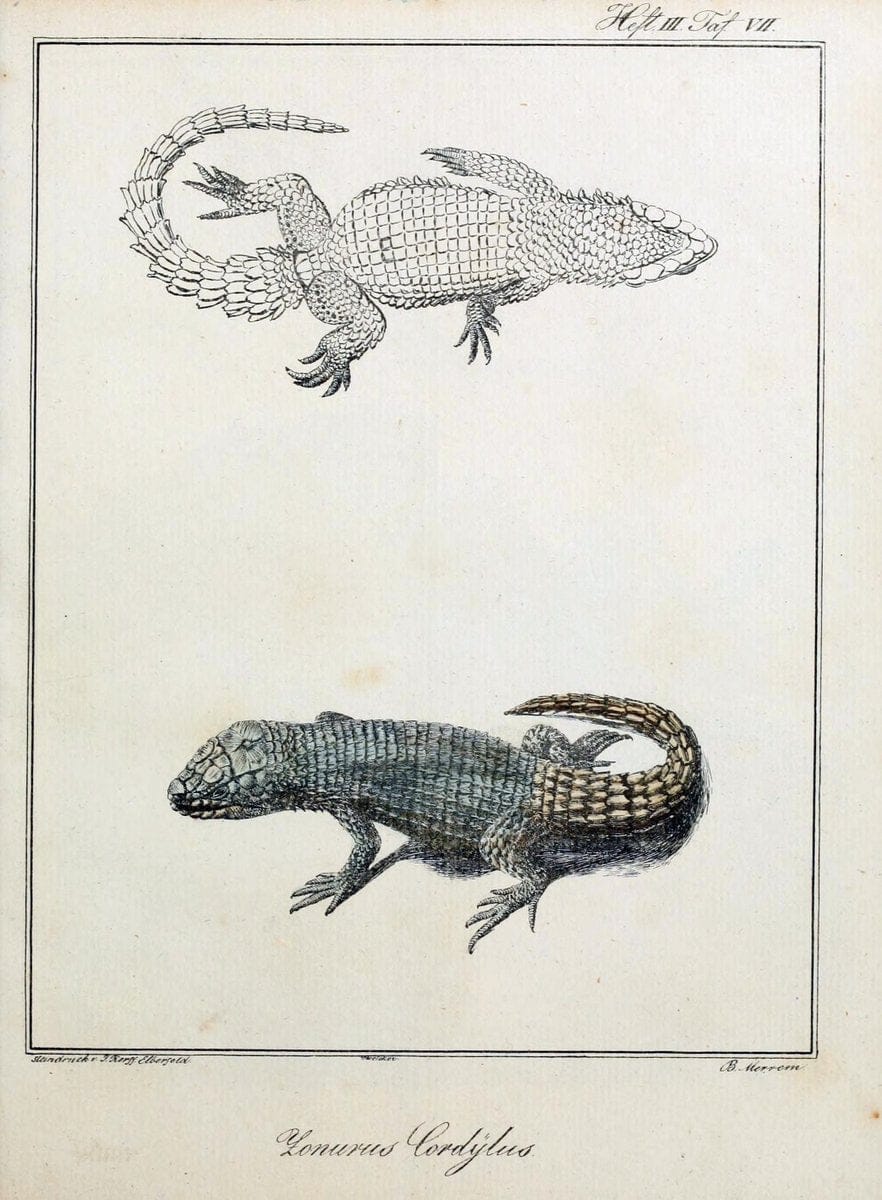 Beytraege zur Naturgeschichte /.Duisburg und Lemgo, etc. :Auf Kosten des Verfassers, und | Amphibians Germany Snakes  | Vintage Print Reproduction 460738