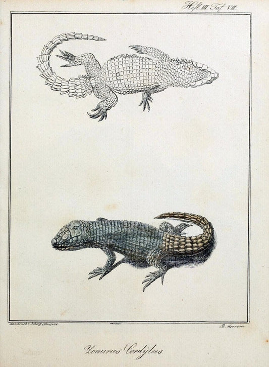 Beytraege zur Naturgeschichte /.Duisburg und Lemgo, etc. :Auf Kosten des Verfassers, und | Amphibians Germany Snakes  | Vintage Print Reproduction 460738
