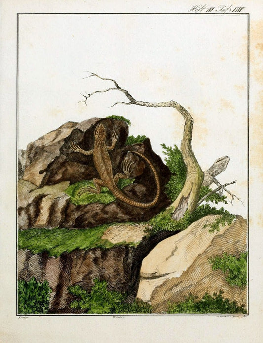 Beytraege zur Naturgeschichte /.Duisburg und Lemgo, etc. :Auf Kosten des Verfassers, und | Amphibians Germany Snakes  | Vintage Print Reproduction 460739