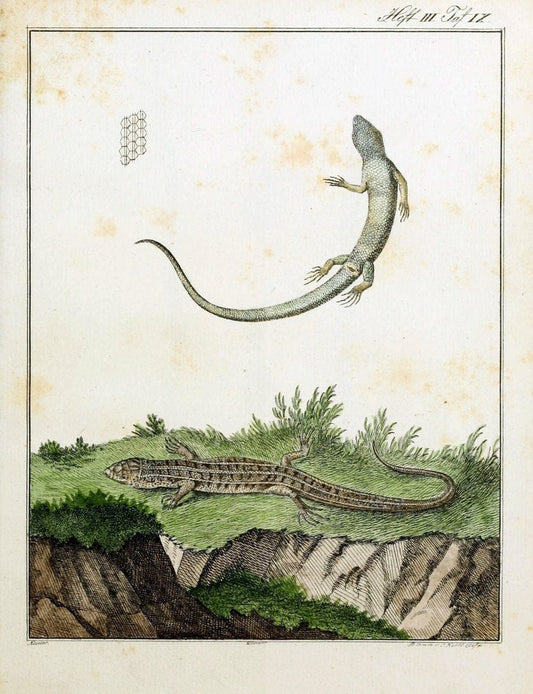 Beytraege zur Naturgeschichte /.Duisburg und Lemgo, etc. :Auf Kosten des Verfassers, und | Amphibians Germany Snakes  | Vintage Print Reproduction 460740
