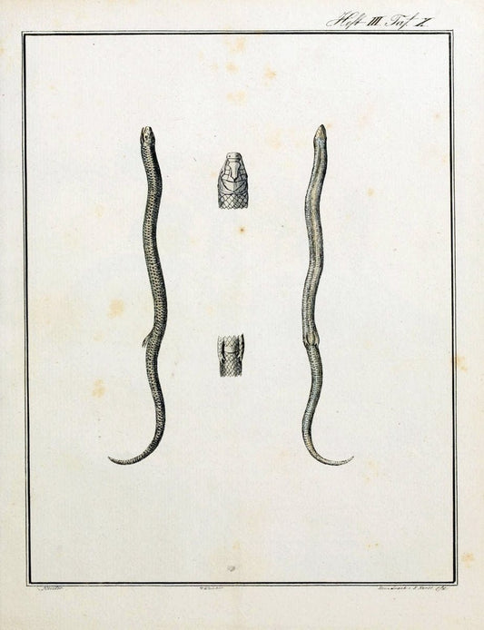 Beytraege zur Naturgeschichte /.Duisburg und Lemgo, etc. :Auf Kosten des Verfassers, und | Amphibians Germany Snakes  | Vintage Print Reproduction 460741