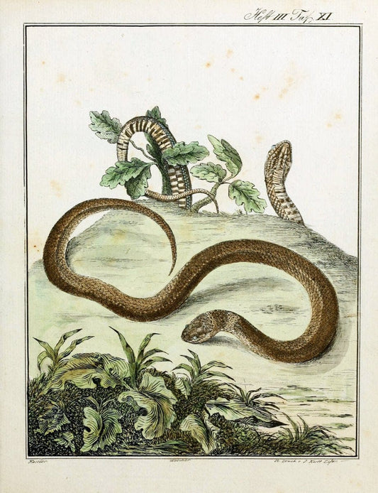 Beytraege zur Naturgeschichte /.Duisburg und Lemgo, etc. :Auf Kosten des Verfassers, und | Amphibians Germany Snakes  | Vintage Print Reproduction 460742