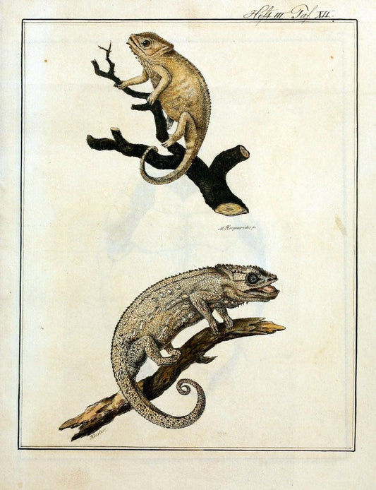 Beytraege zur Naturgeschichte /.Duisburg und Lemgo, etc. :Auf Kosten des Verfassers, und | Amphibians Germany Snakes  | Vintage Print Reproduction 460743