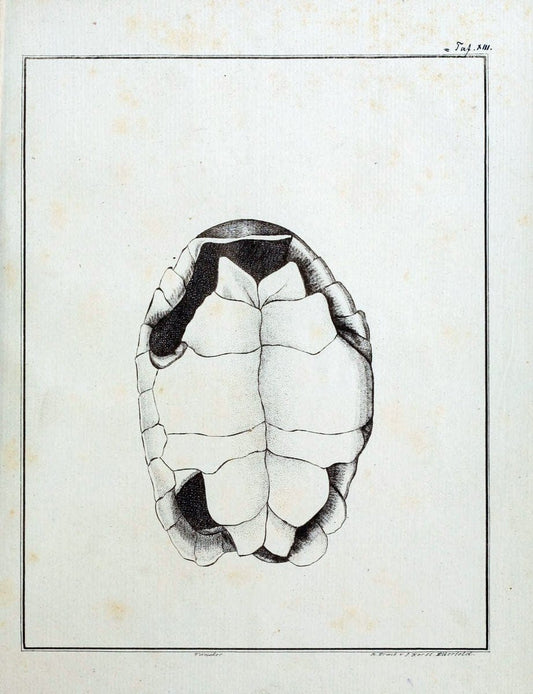 Beytraege zur Naturgeschichte /.Duisburg und Lemgo, etc. :Auf Kosten des Verfassers, und | Amphibians Germany Snakes  | Vintage Print Reproduction 460744