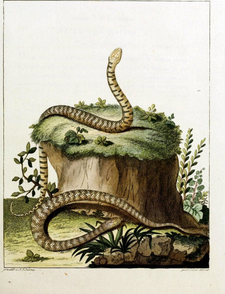 Beytraege zur Naturgeschichte /.Duisburg und Lemgo, etc. :Auf Kosten des Verfassers, und | Amphibians Germany Snakes  | Vintage Print Reproduction 460745
