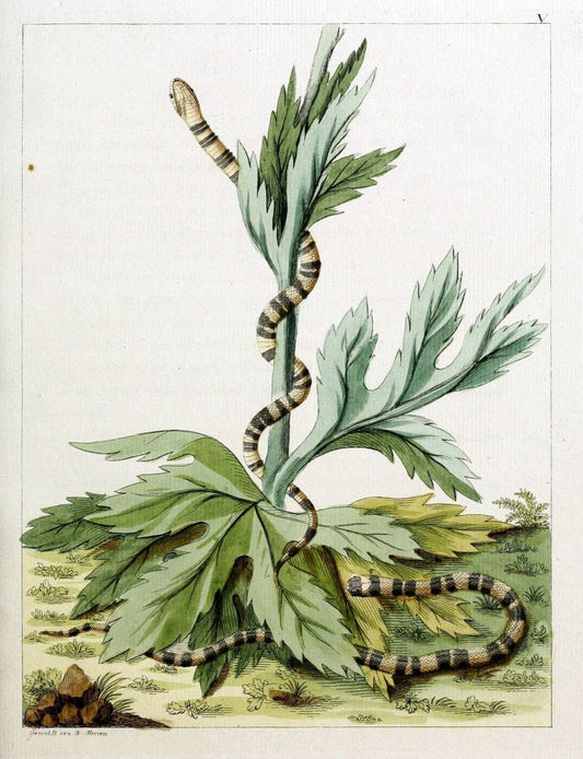 Beytraege zur Naturgeschichte /.Duisburg und Lemgo, etc. :Auf Kosten des Verfassers, und | Amphibians Germany Snakes  | Vintage Print Reproduction 460746