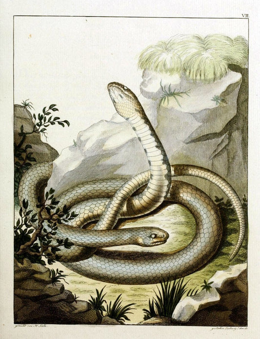 Beytraege zur Naturgeschichte /.Duisburg und Lemgo, etc. :Auf Kosten des Verfassers, und | Amphibians Germany Snakes  | Vintage Print Reproduction 460748