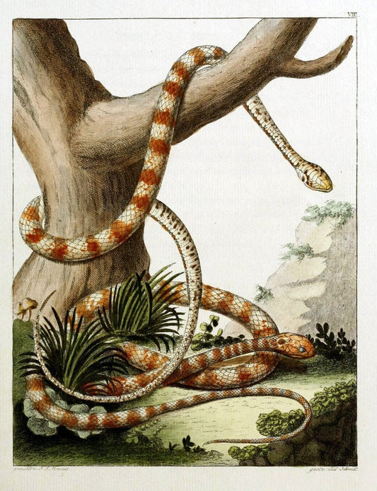 Beytraege zur Naturgeschichte /.Duisburg und Lemgo, etc. :Auf Kosten des Verfassers, und | Amphibians Germany Snakes  | Vintage Print Reproduction 460749