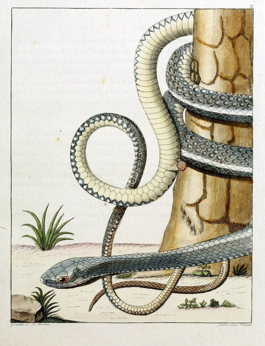 Beytraege zur Naturgeschichte /.Duisburg und Lemgo, etc. :Auf Kosten des Verfassers, und | Amphibians Germany Snakes  | Vintage Print Reproduction 460751