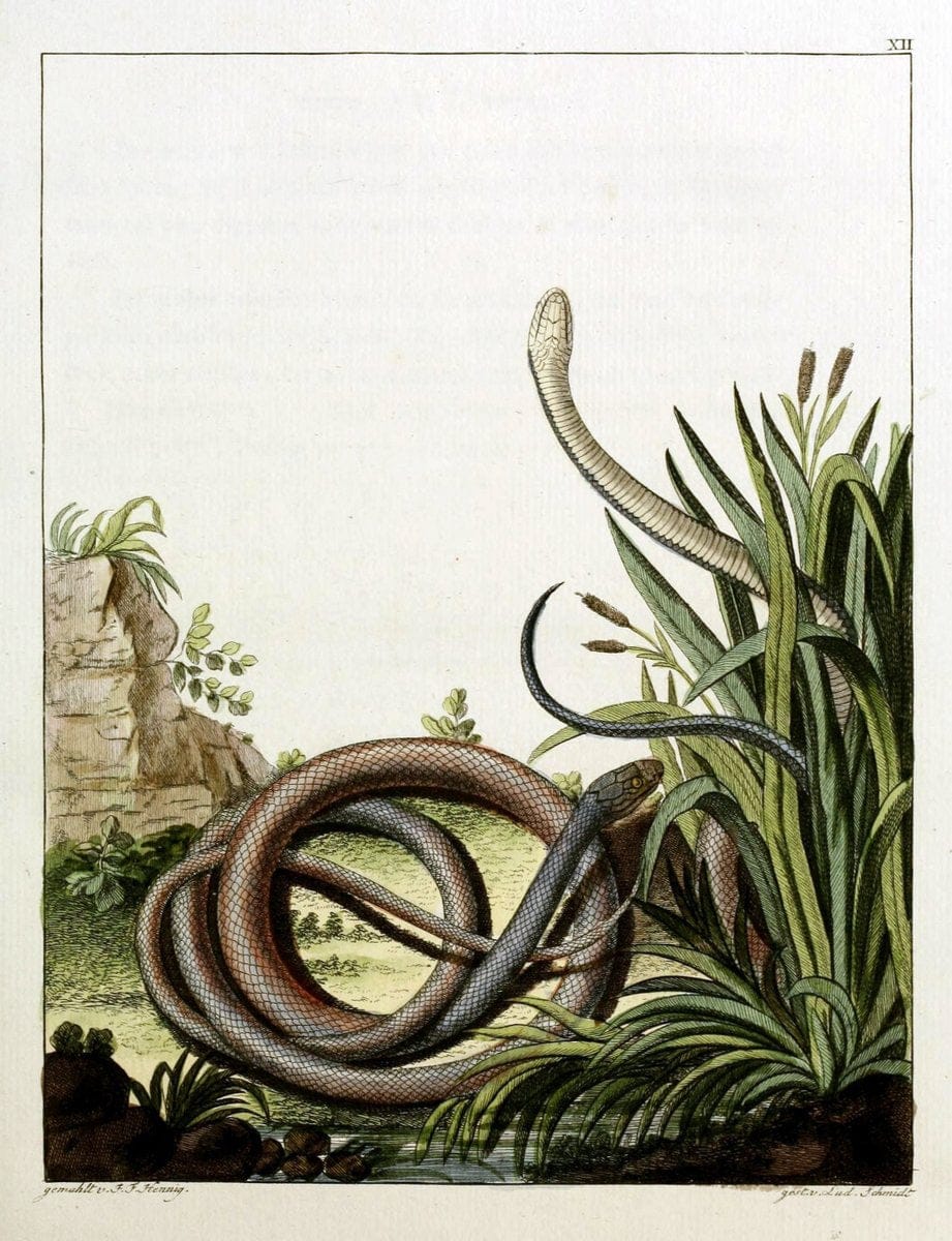 Beytraege zur Naturgeschichte /.Duisburg und Lemgo, etc. :Auf Kosten des Verfassers, und | Amphibians Germany Snakes  | Vintage Print Reproduction 460753