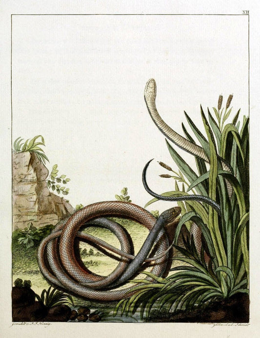 Beytraege zur Naturgeschichte /.Duisburg und Lemgo, etc. :Auf Kosten des Verfassers, und | Amphibians Germany Snakes  | Vintage Print Reproduction 460753