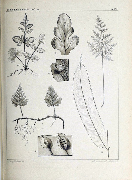 Bibliotheca botanica. Stuttgart,E. Schweizerbart [etc.]1886-. | Botany Periodicals | Vintage Print Reproduction 460758
