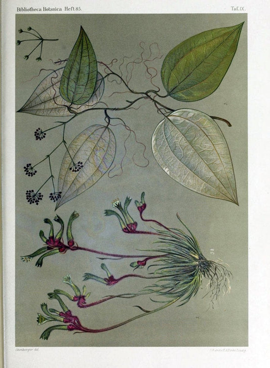Bibliotheca botanica. Stuttgart,E. Schweizerbart [etc.]1886-. | Botany Periodicals | Vintage Print Reproduction 460762