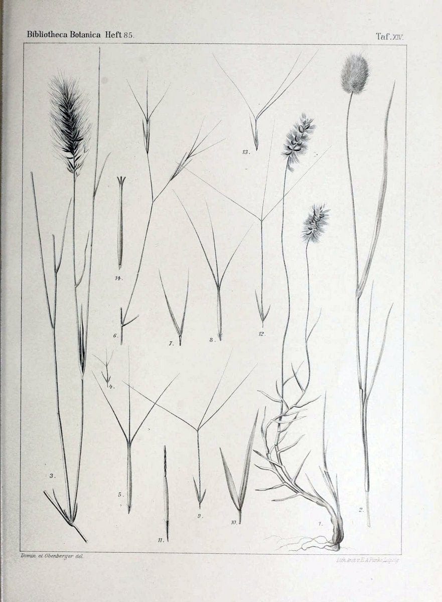 Bibliotheca botanica. Stuttgart,E. Schweizerbart [etc.]1886-. | Botany Periodicals | Vintage Print Reproduction 460767