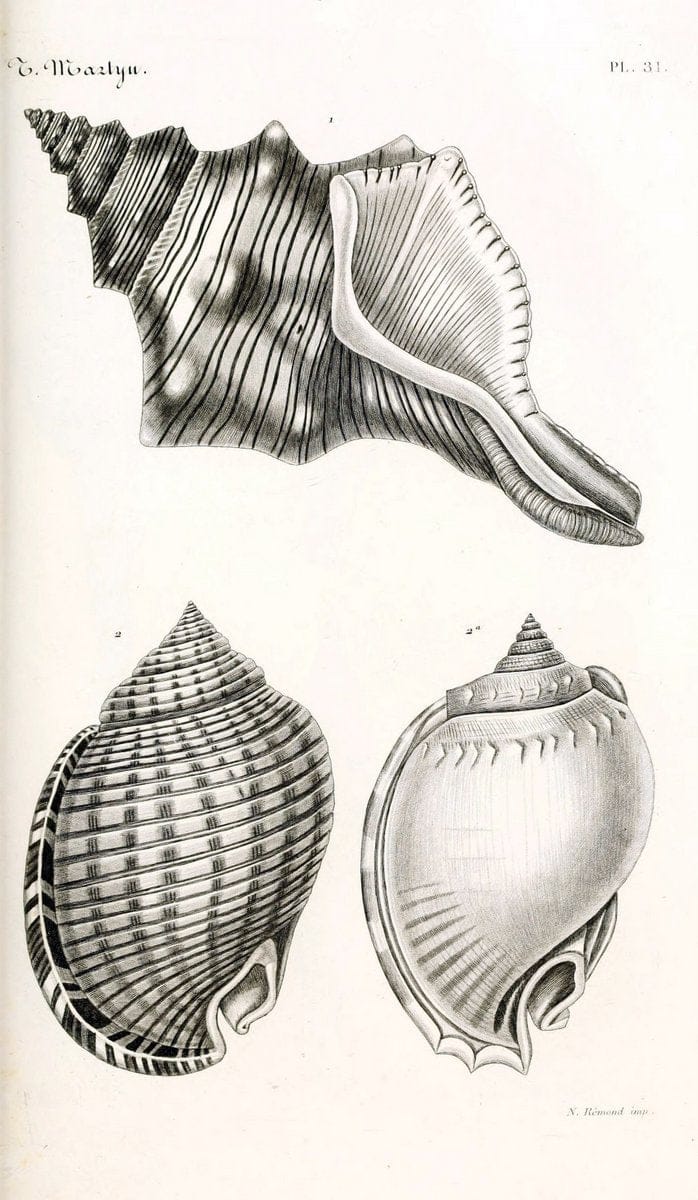 BibliothÃ¨que conchyliologique. Paris,A. Franck,1845-1846.  | "Catalogs and collections" Mollusks Shells  | Vintage Print Reproduction 460772