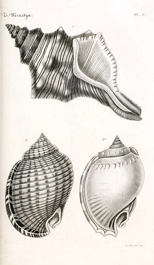 BibliothÃ¨que conchyliologique. Paris,A. Franck,1845-1846.  | "Catalogs and collections" Mollusks Shells  | Vintage Print Reproduction 460772