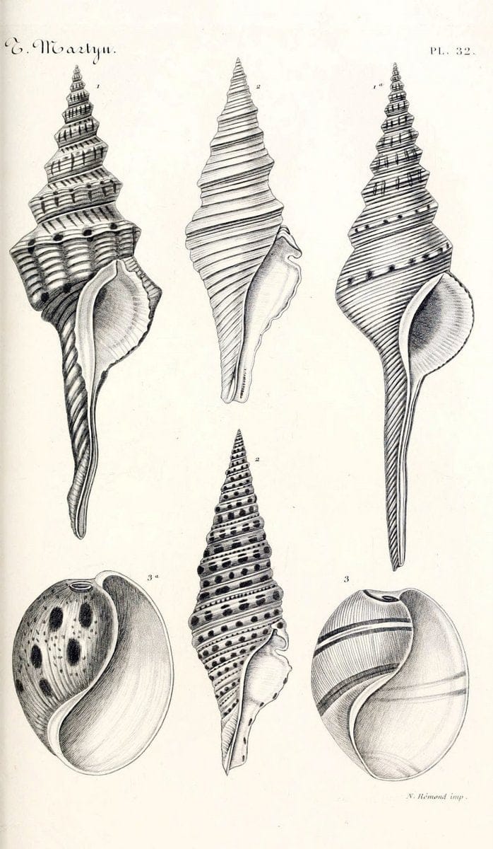 BibliothÃ¨que conchyliologique. Paris,A. Franck,1845-1846.  | "Catalogs and collections" Mollusks Shells  | Vintage Print Reproduction 460773
