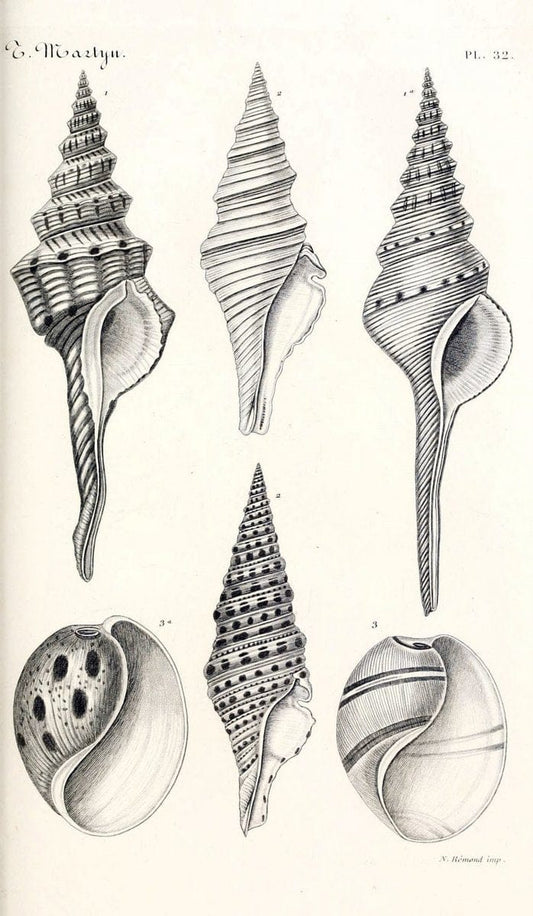 BibliothÃ¨que conchyliologique. Paris,A. Franck,1845-1846.  | "Catalogs and collections" Mollusks Shells  | Vintage Print Reproduction 460773