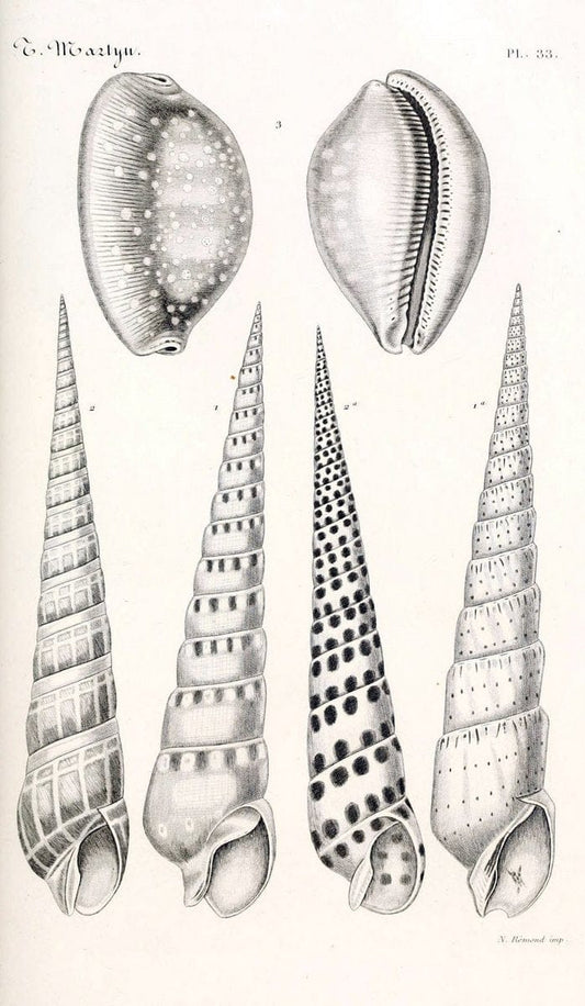 BibliothÃ¨que conchyliologique. Paris,A. Franck,1845-1846.  | "Catalogs and collections" Mollusks Shells  | Vintage Print Reproduction 460774
