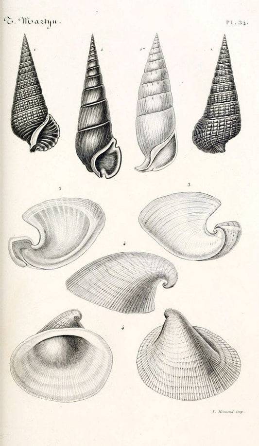 BibliothÃ¨que conchyliologique. Paris,A. Franck,1845-1846.  | "Catalogs and collections" Mollusks Shells  | Vintage Print Reproduction 460775