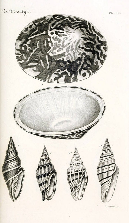BibliothÃ¨que conchyliologique. Paris,A. Franck,1845-1846.  | "Catalogs and collections" Mollusks Shells  | Vintage Print Reproduction 460776