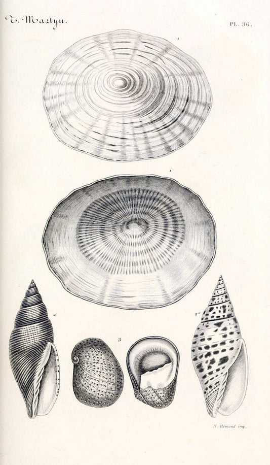 BibliothÃ¨que conchyliologique. Paris,A. Franck,1845-1846.  | "Catalogs and collections" Mollusks Shells  | Vintage Print Reproduction 460777
