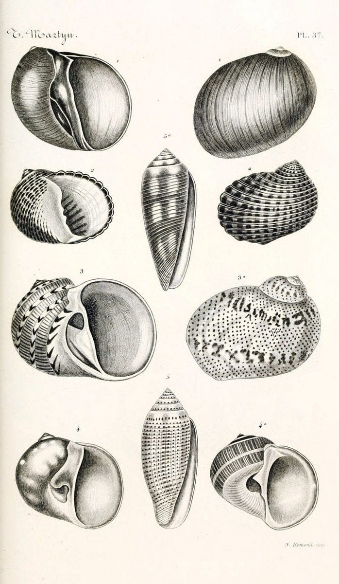 BibliothÃ¨que conchyliologique. Paris,A. Franck,1845-1846.  | "Catalogs and collections" Mollusks Shells  | Vintage Print Reproduction 460778
