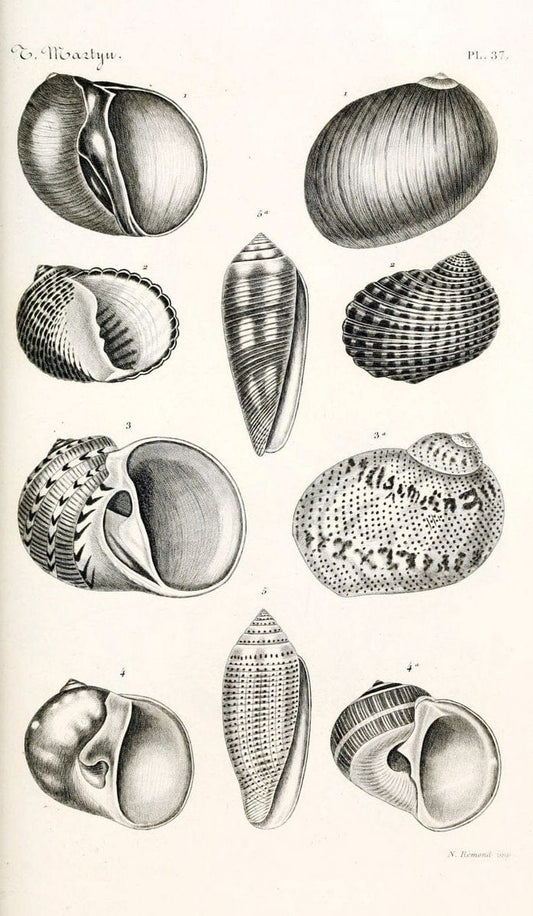 BibliothÃ¨que conchyliologique. Paris,A. Franck,1845-1846.  | "Catalogs and collections" Mollusks Shells  | Vintage Print Reproduction 460778
